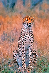 Africa-cheetah digital oil painting