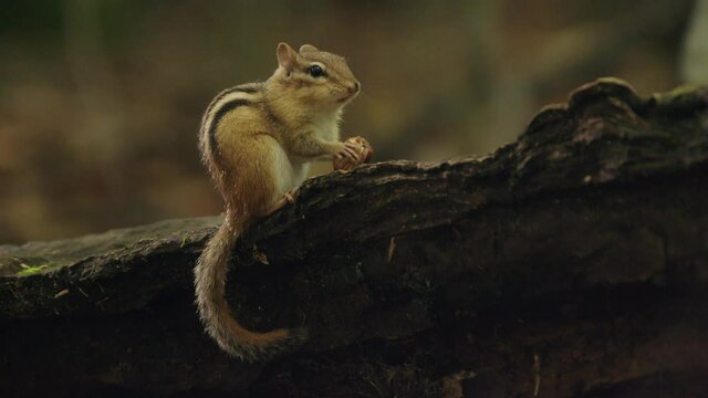 Footage of chipmunk feeding, Quebec, Canada