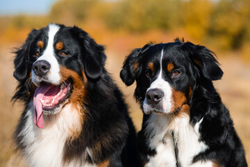 portrait of well-groomed dogs, Berner Sennenhund breed, against the background of an autumn yellowing forest