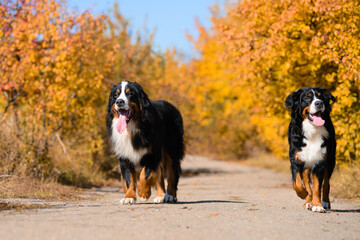 dogs are walking along  road, breed Berner Sennenhund, against the background of an autumn yellowing forest