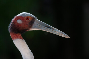Manchurian red crowned crane