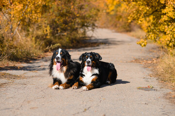 Naklejka na ściany i meble two large beautiful well-groomed dogs sit on the road, breed Berner Sennenhund, against background of an autumn forest