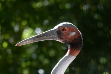 Manchurian red crowned crane