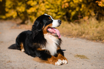 large beautiful well-groomed dog sitting on the road, breed Berner Sennenhund, against the background of an autumn  forest