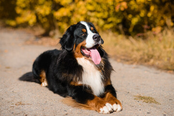 large beautiful well-groomed dog sitting on the road, breed Berner Sennenhund, against the background of an autumn  forest