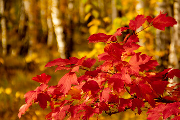 Red maple foliage against the background of the yellow foliage of the autumn country forest.