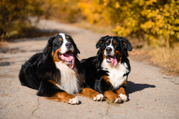 two large beautiful well-groomed dogs sit on the road, breed Berner Sennenhund, against background of an autumn forest