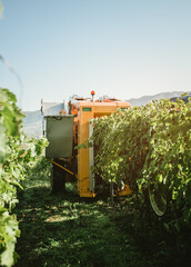 a machine collecting grapes in the field for the grape harvest