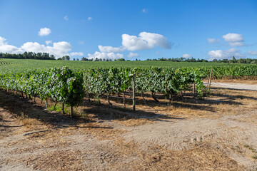 Fototapeta na wymiar View of a farm, agricultural fields with vineyards, typically Mediterranean
