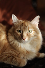 ginger cat sits on the couch next to the window at sunset
