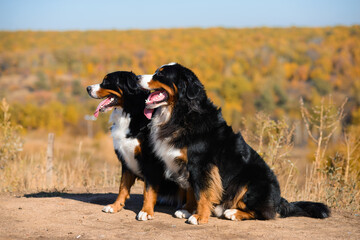pair of beautiful purebred dogs Berner Sennenhund on hills of yellow autumn landscape
