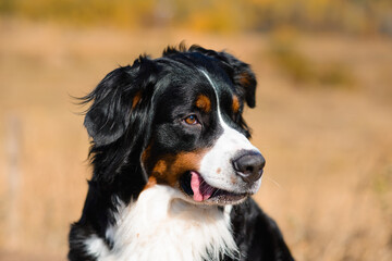 portrait of  beautiful purebred dog Berner Sennenhund close-up