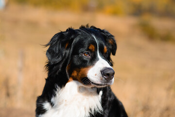 portrait of  beautiful purebred dog Berner Sennenhund close-up