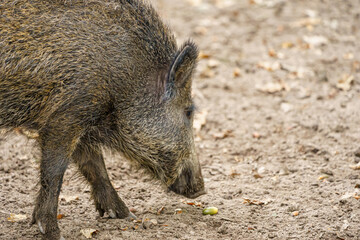 Wildschwein auf Nahrungssuche