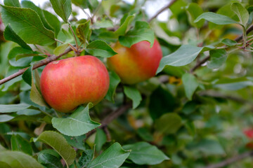 Two apples in a tree