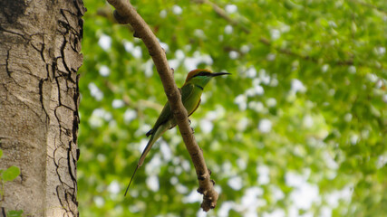 kingfisher on branch