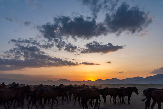 Wild horses run in foggy at sunset. Wild horses are running in dust. Near Hormetci Village, between Cappadocia and Kayseri, Turkey
