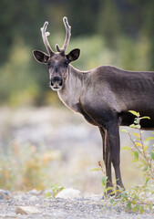 Caribou in the wild