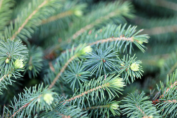 Spruce branches with needles close up. Natural New Year tree, Christmas background