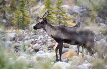 Caribou in the wild