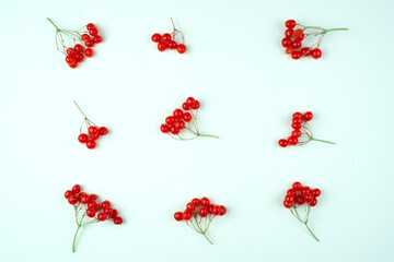 Red viburnum on twigs lies on a light green background. Autumn-winter background. The concept of berry backgrounds.