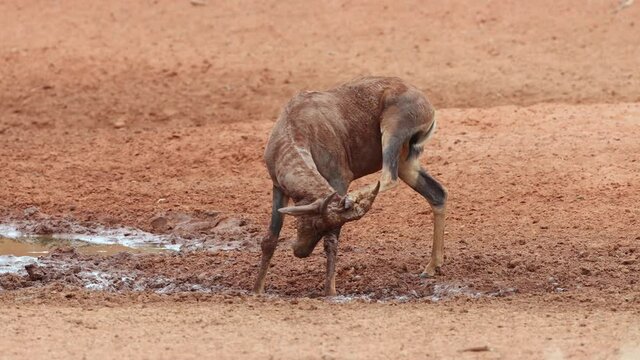 A tsessebe antelope (Damaliscus lunatus) playing in mud at a waterhole, Mokala National Park, South Africa