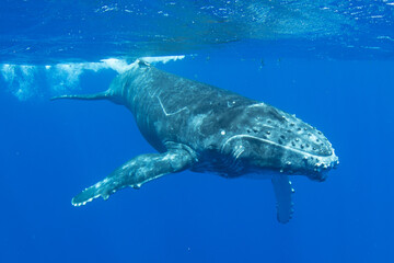 Humpback Whale Calf © Peter Clark