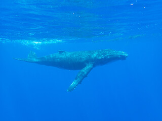 Fototapeta premium Humpback Whale Calf