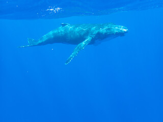 Humpback Whale Calf