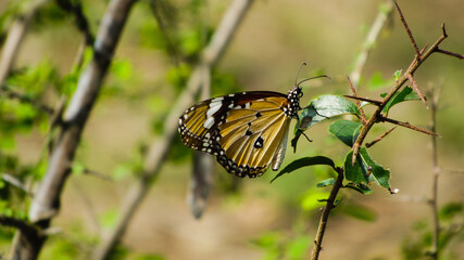 butterfly on leaf