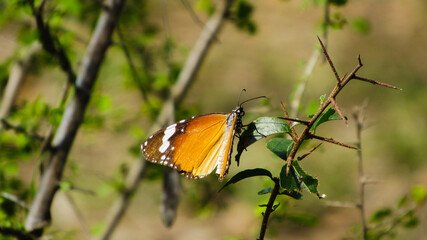 butterfly on a flower