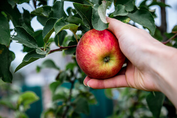 Woman hand picking a red ripe apple.