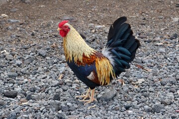 Closeup of a colorful rooster in grey surroundings