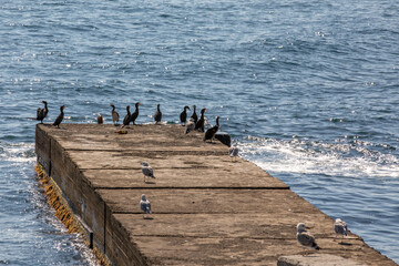 seagulls on the sea breakwater