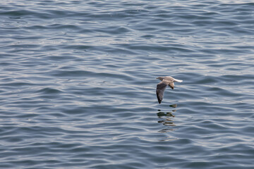 Seagull in flight