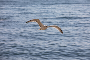 Seagull in flight