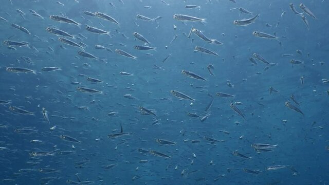 school of silverside little fish swim under sun shine and beams underwater ocean scenery
