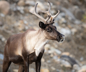 Caribou in the wild