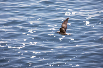 Seagull in flight