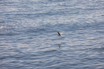 Seagull in flight