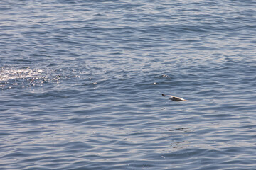 Naklejka premium Seagull in flight