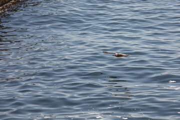 Fototapeta premium Seagull in flight