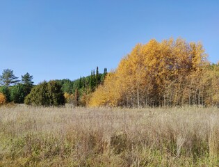autumn trees with yellow foliage against the blue sky on a sunny day
