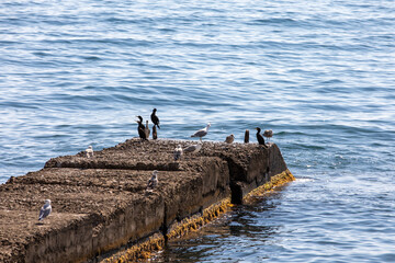 seagulls on the sea breakwater