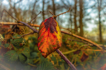 Colourful Autumn Leaves 