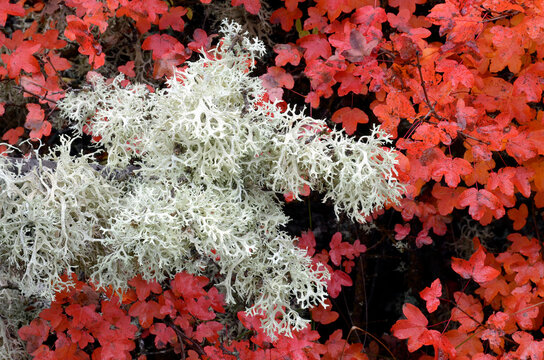 Detail of lichens and Montpellier maple