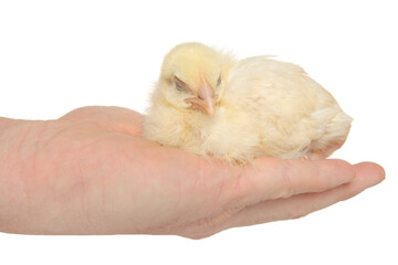 Chicken sleep in hand, on a white background