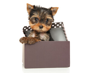 Yorkshire terrier puppy in gift box on a white background
