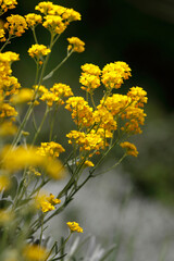 Beautiful flowers in garden, spring in may