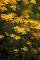 Obraz premium Beautiful flowers in garden, spring in may